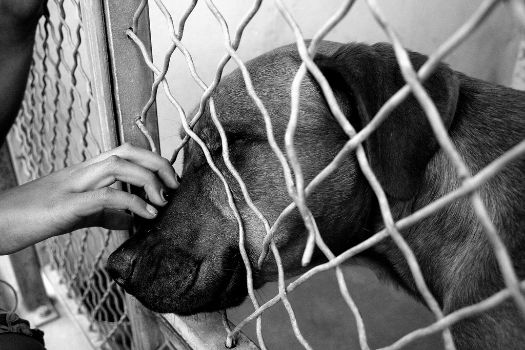 Animal shelters or humane societies