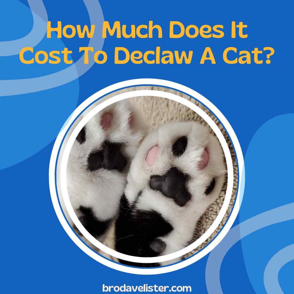 How Much Does It Cost To Declaw A Cat?